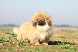 PEKINOIS 045